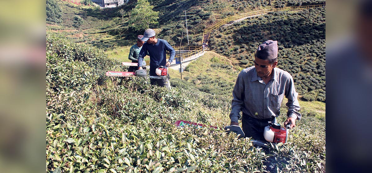 अन्तर्राष्ट्रिय चिया महोत्सव जेठ अन्तिममा