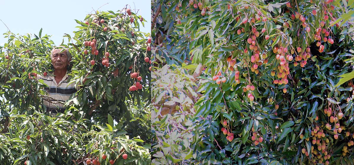 दमकमा एक घर, एक लिची र कागती रोप्दै माओवादी केन्द्र