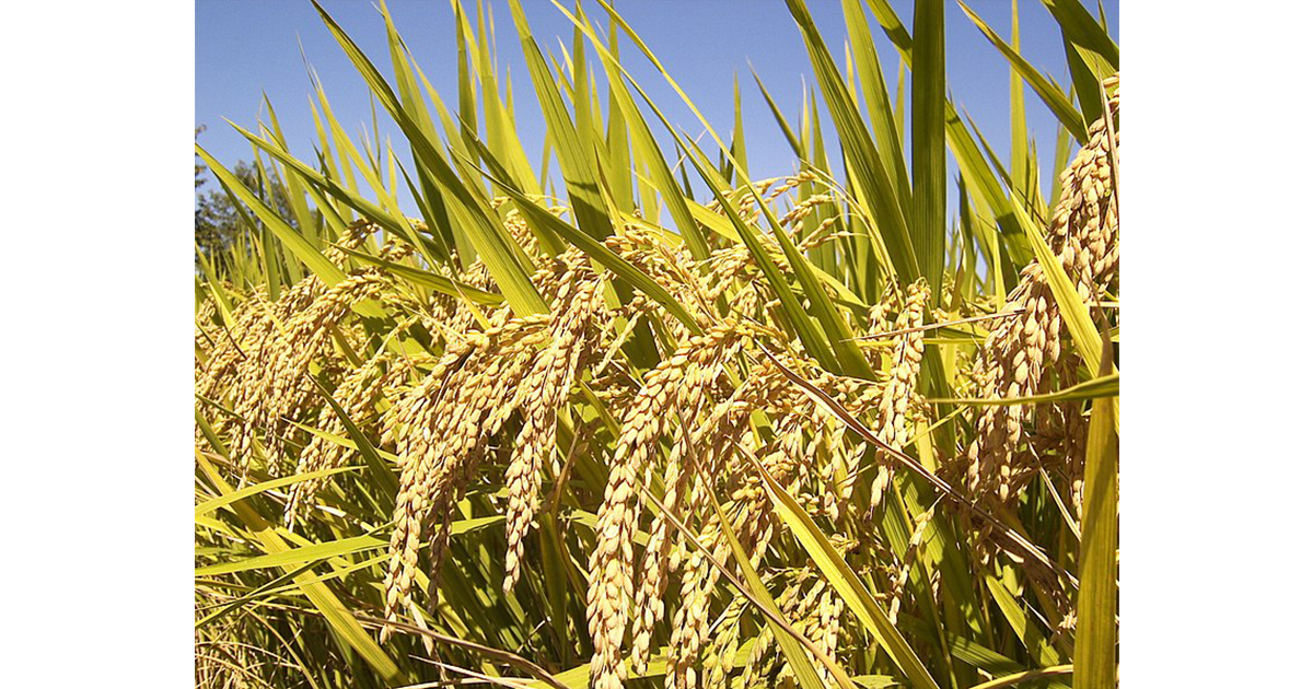 धानको बीउ किसानलाई ‘पैँचो’