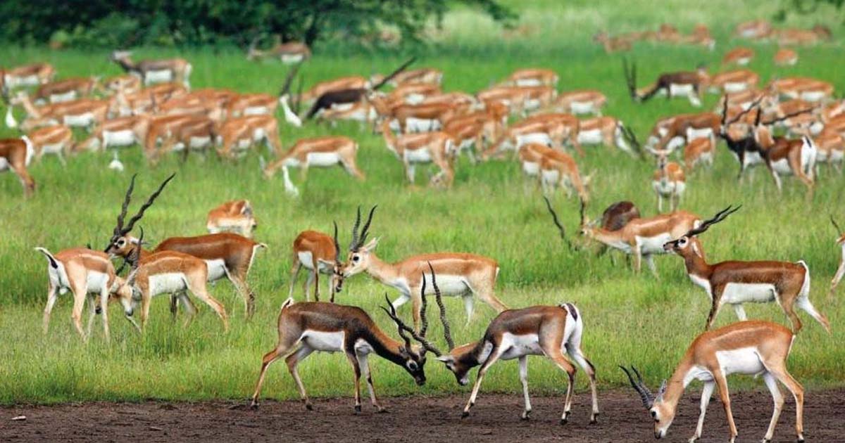 शुक्लाफाँटामा कृष्णसारको संख्या तीन सय ११ पुग्याे