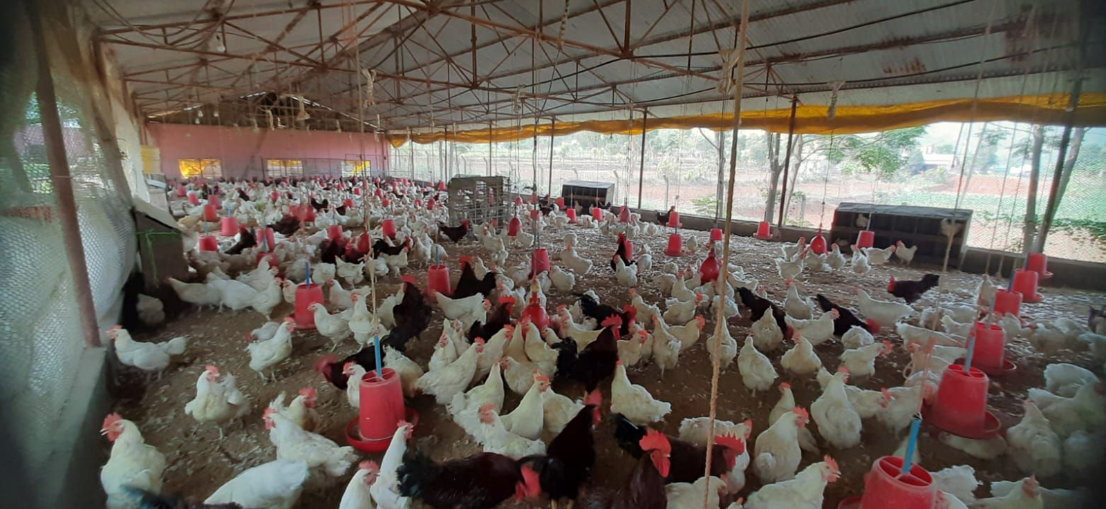 पोल्ट्री उद्योग : आधाभन्दा बढी बन्द, सञ्चालन भएका पनि ४२ प्रतिशत क्षमता