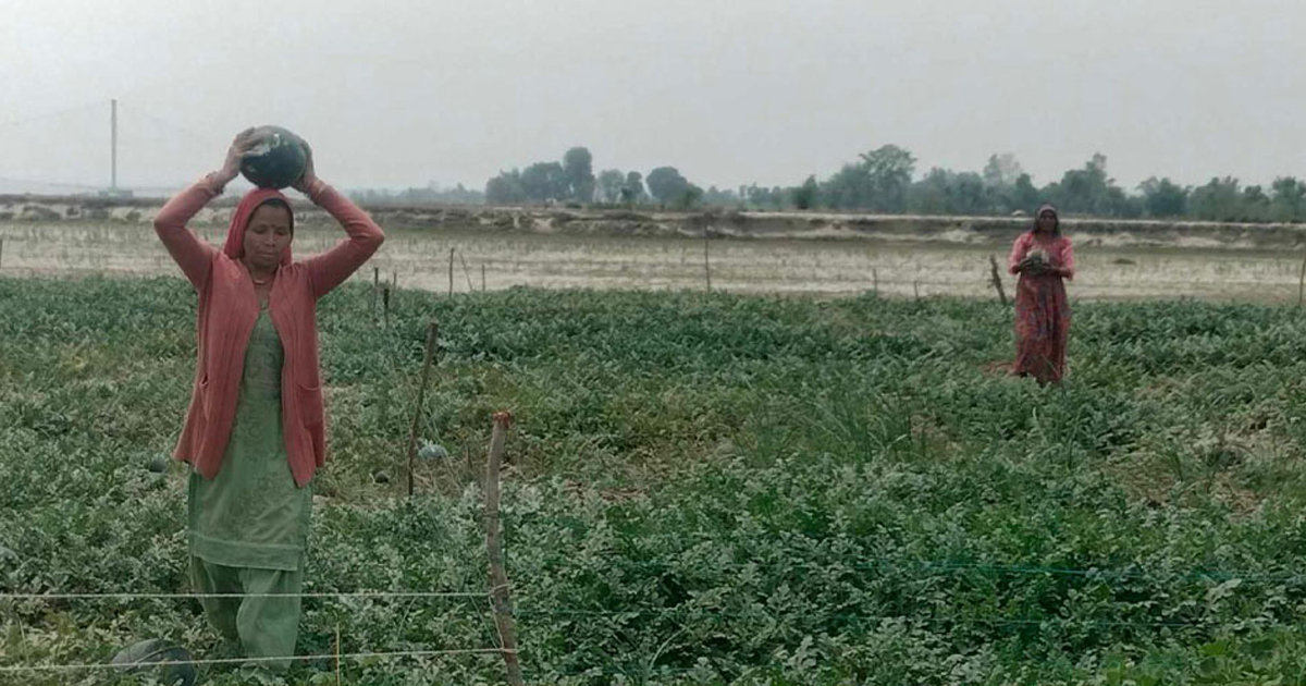 जीविकोपार्जनका लागि बगर खेती, आकर्षक आम्दानीले किसान मक्ख