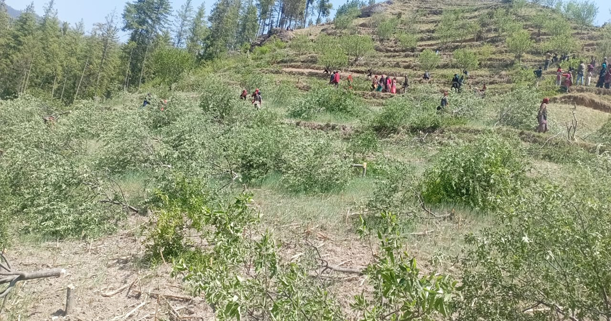 वन अतिक्रमण गरेर स्याउ बारी: एक हजार बिरुवा काटियाे