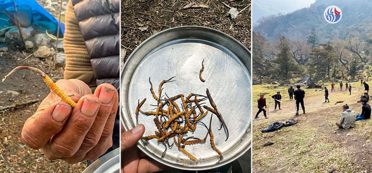 यार्सा उत्सवः गुलजार धौली ओडार (तस्बिरसहित)