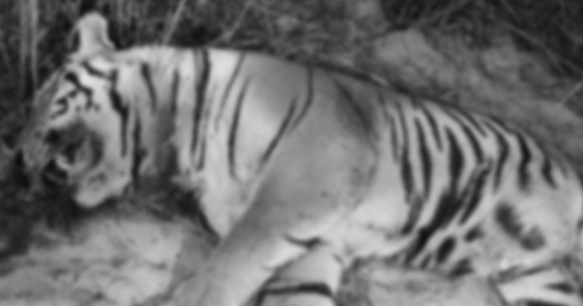 बर्दियामा पाटे बाघ मृत फेला