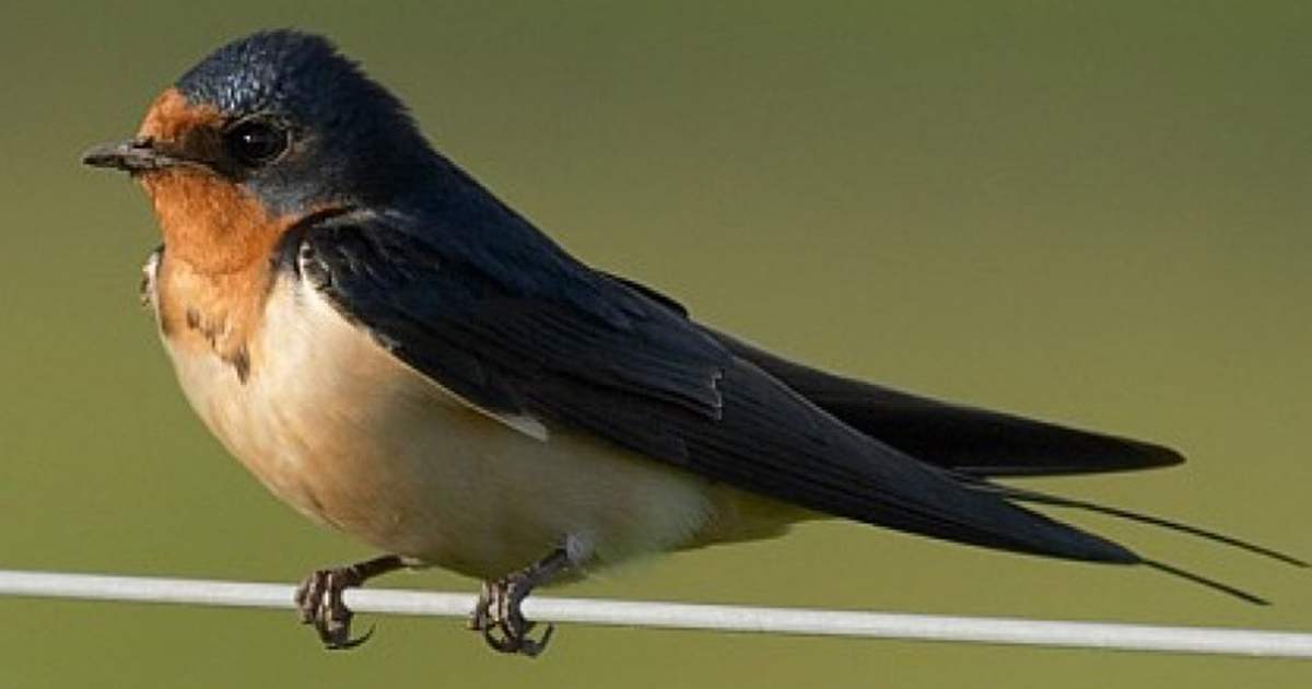 हराउँदै चराहरू