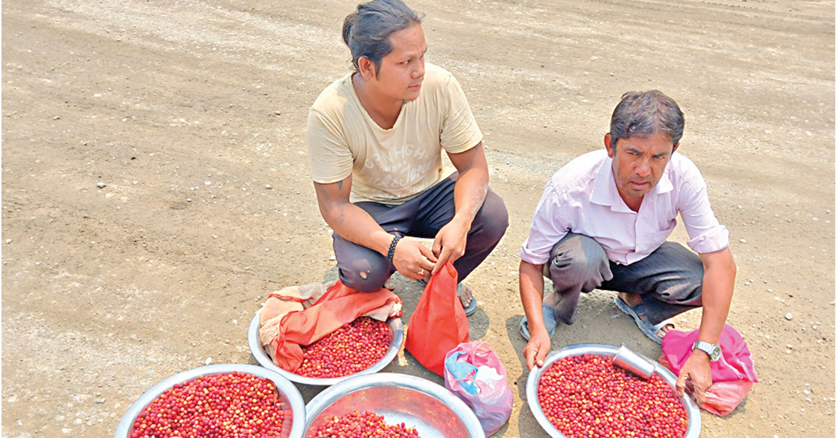 पहाडको काफल, तराईमा कोसेली