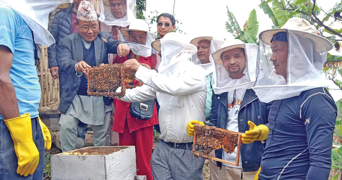 चाँगेमा व्यावसायिक मौरीपालन सुरु
