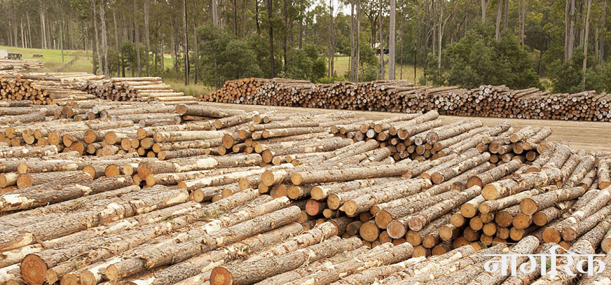 सडक बनाउँदा काटिएको २६ हजार क्युफिट काठ गायब!