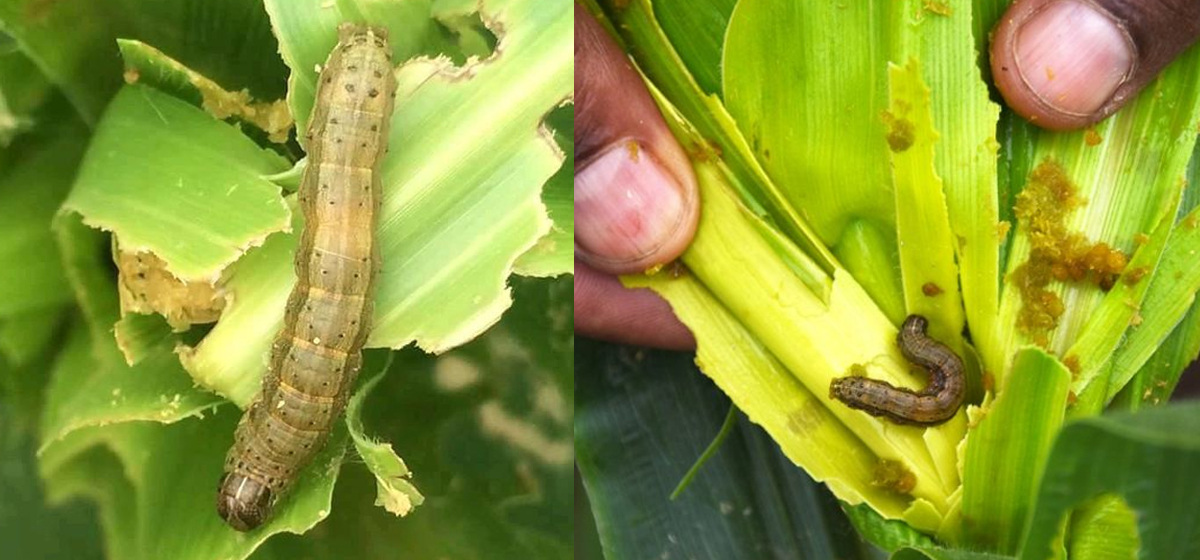 मकैमा अमेरिकी फौजी किराको प्रकोप