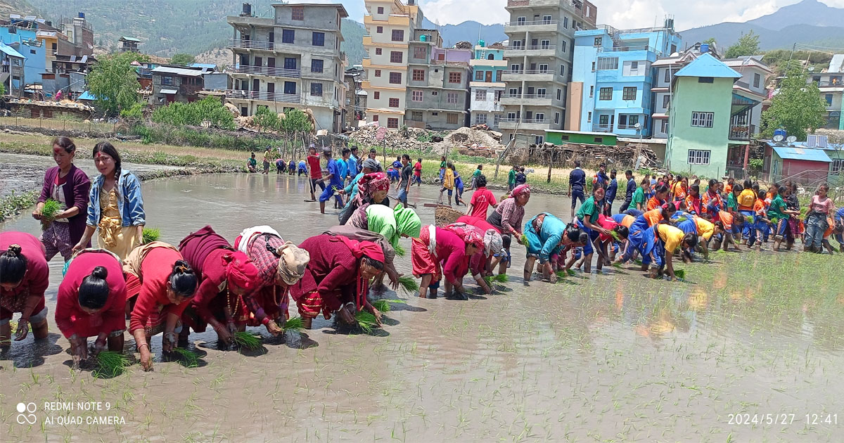 रोपियो जुम्ली कालीमार्सी धान