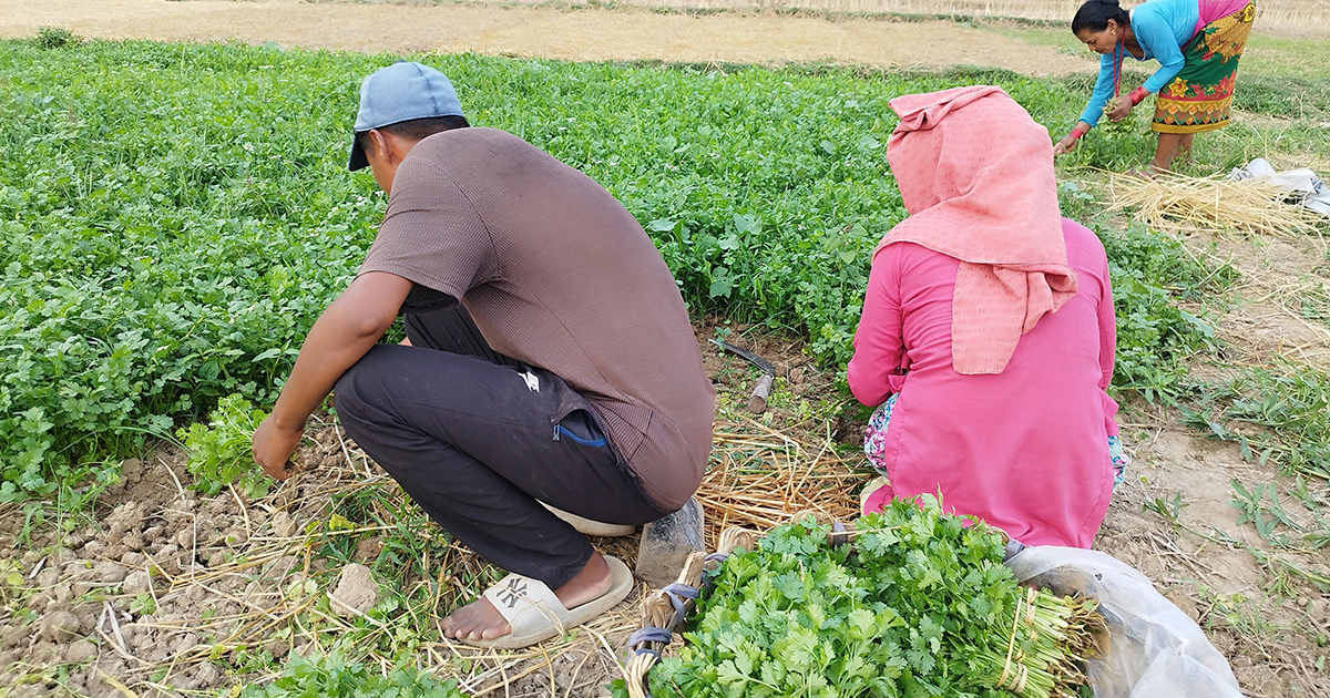 अमित चौधरी जो धनियाँ बेचेरै कमाउँछन् वार्षिक आठ लाख