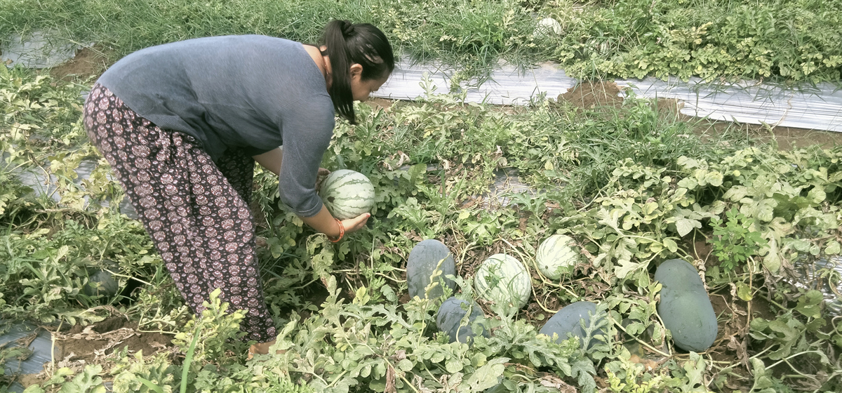 नेपालमै पहिलो पटक सिडलेस खरबुजा चितवनमा उत्पादन