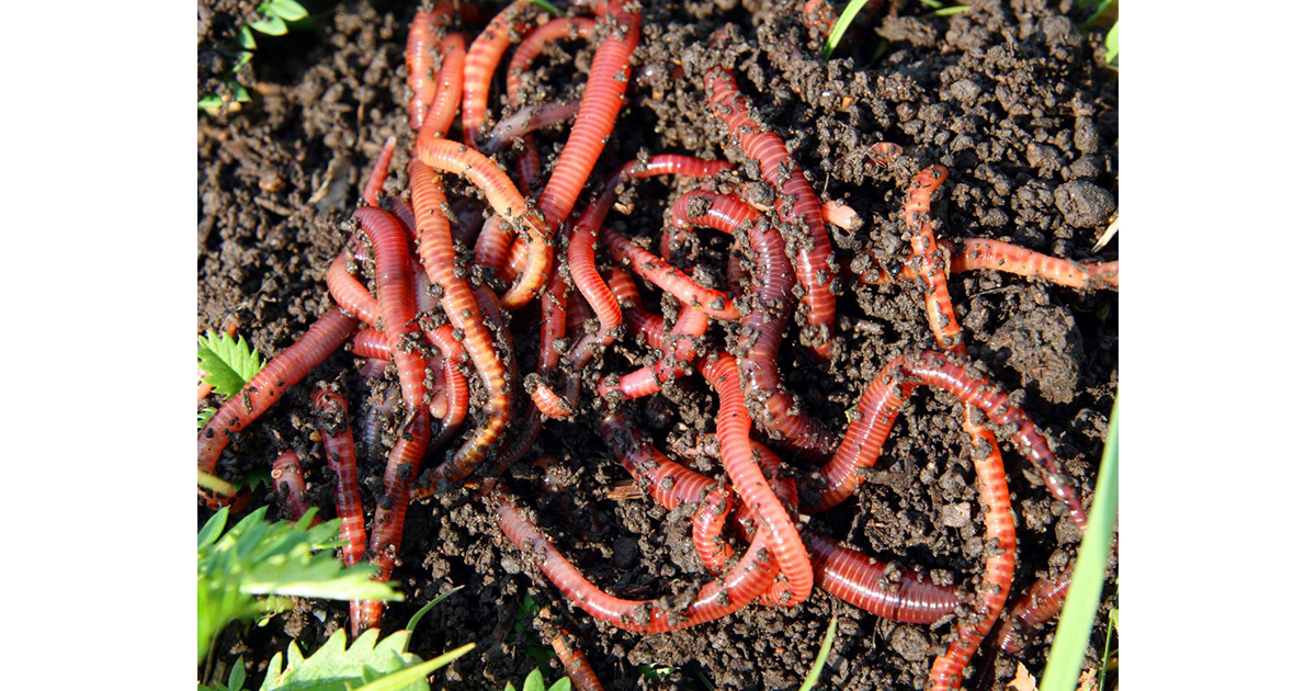 बेलायतमा गँड्यौला चिन्ता