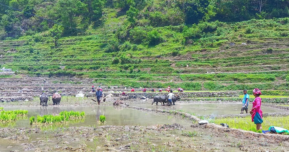 किसानलाई रोपाइँको चटारो