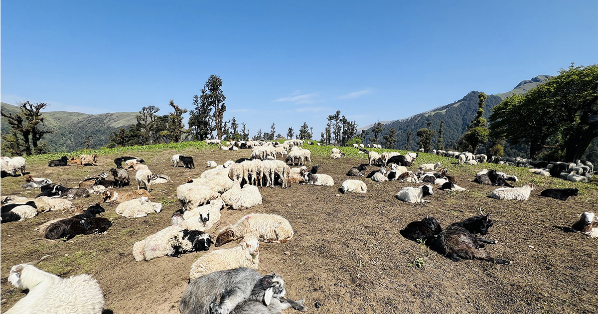 लेक उक्लिएका भेडाका बथानले ढाकिएको रिग क्षेत्र