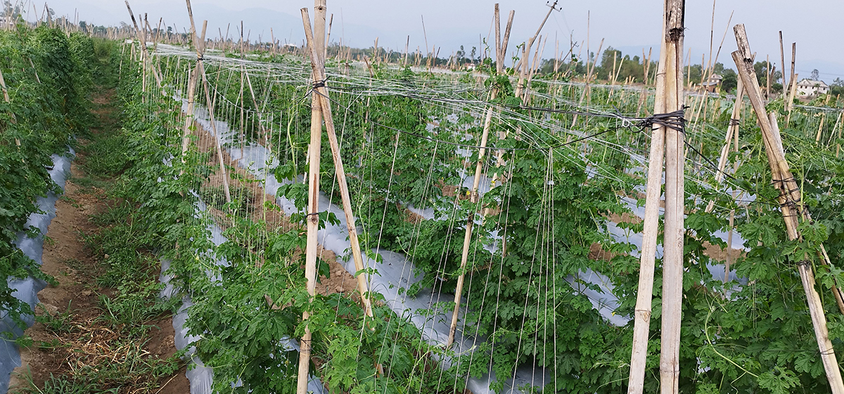 दुबईबाट फर्किएर तरकारी खेती