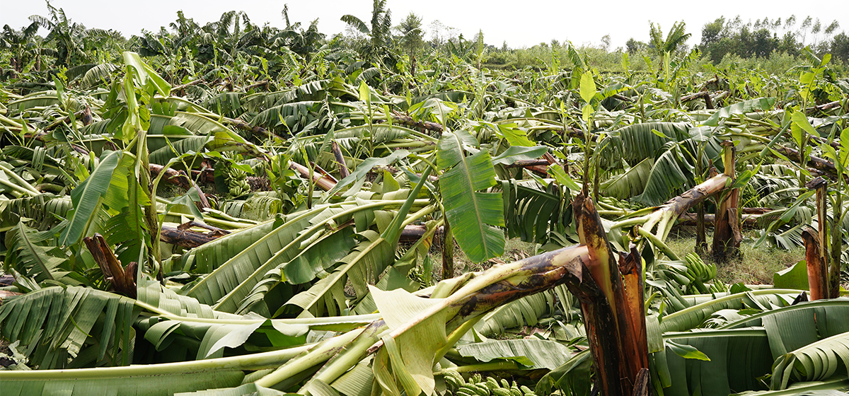 हावाहुरीले दुई हजार पाँच सय बिघा क्षेत्रफलको केरामा क्षति
