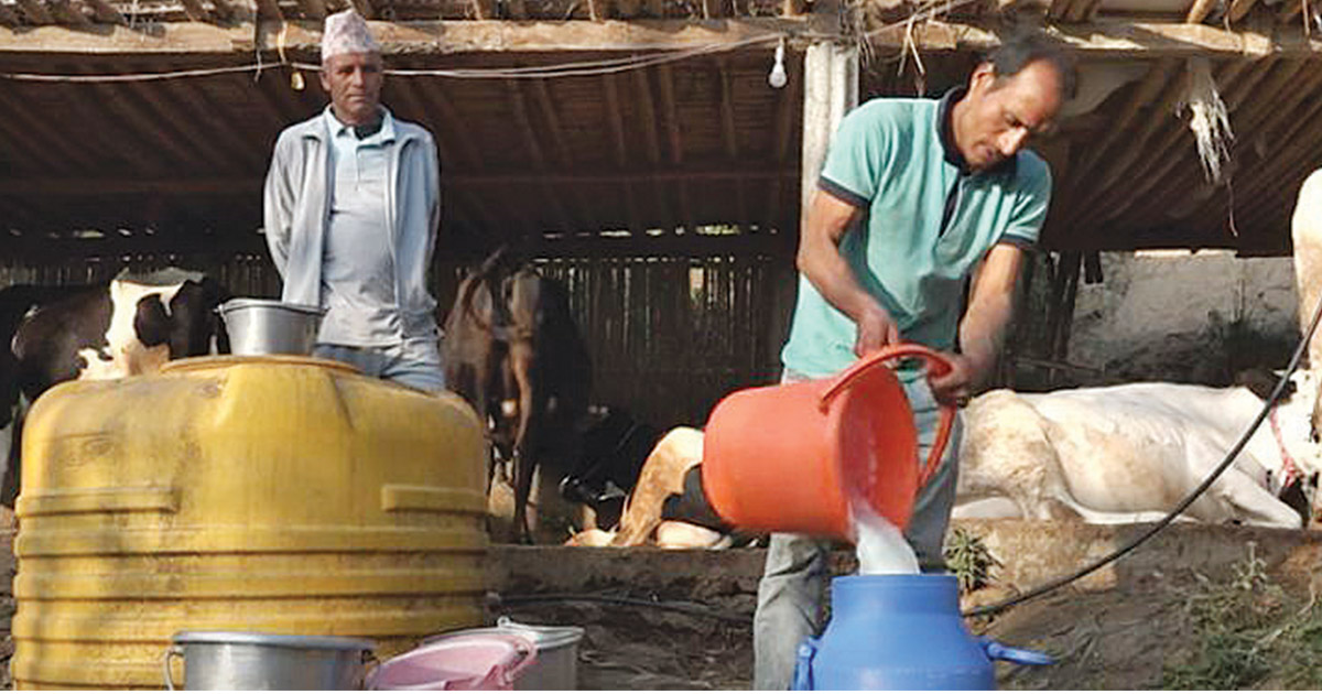 दूधको भुक्तानी नपाएको चितवनका किसानको गुनासो