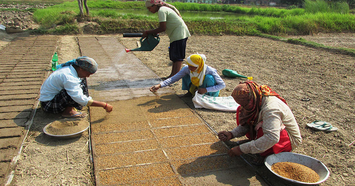 खडेरीले धानको बीउ राख्नै समस्या