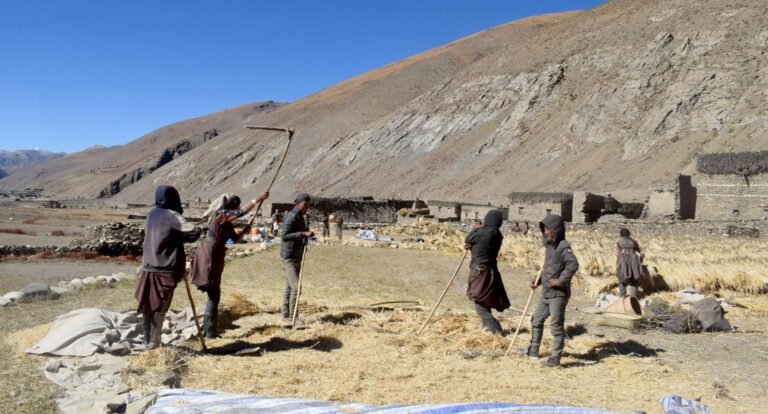 उवा बाली भित्र्याउन व्यस्त कृषक