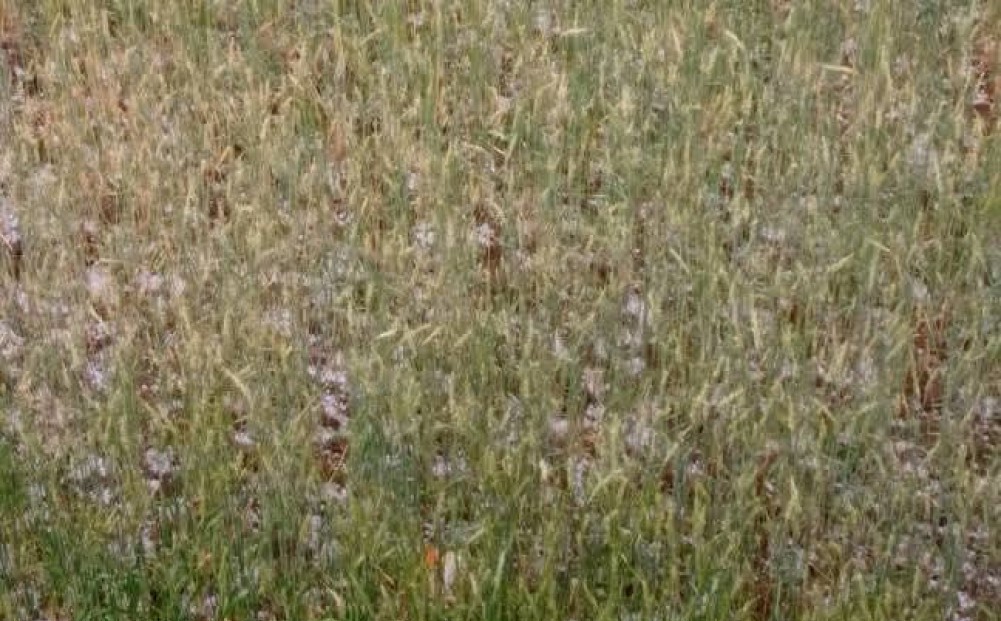 कालिकोटमा असिनाले अन्न र फलफूलमा क्षति