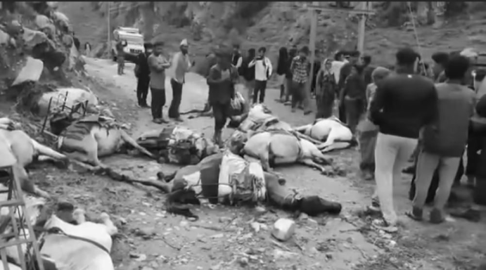 मुगुमा करेन्ट लागेर १० खच्चरको मृत्यु