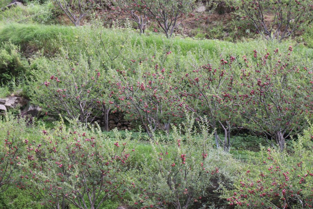 दुई गाउँमै फल्छ करोडको स्याउ, सडक सञ्जालले निर्यातमा सहज