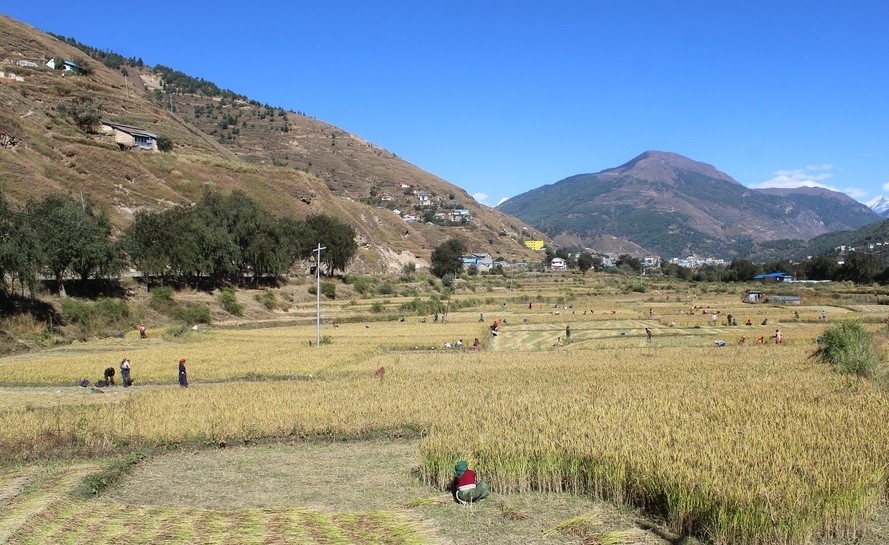 जुम्लाका किसानलाई धान भित्र्याउने चटारो