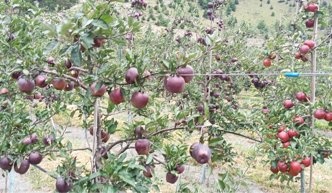 स्याउ बगैंचा व्यवस्थापनमा जुटे किसान